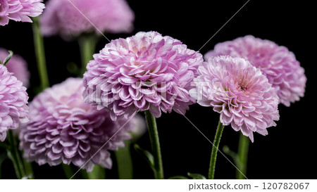 Pink Chrysanthemums on a black background Pink Chrysanthemums on a black background 120782067