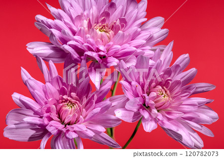 Pink Chrysanthemums on red Background 120782073