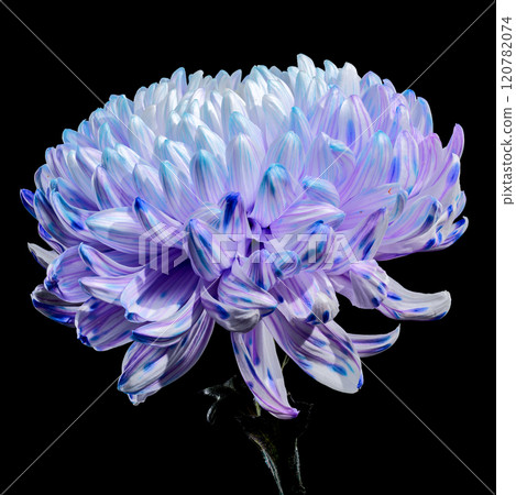 Violet and White Chrysanthemum with Water Droplets on black background Violet and White Chrysanthemum with Water Droplets on black background 120782074