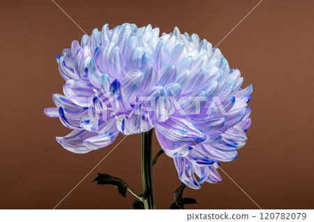 Violet and White Chrysanthemum with Water Droplets on brown background Violet and White Chrysanthemum with Water Droplets on brown background 120782079