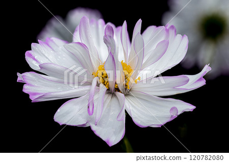 Delicate Cosmos flowers Blooms black background Delicate Cosmos flowers Blooms black background 120782080