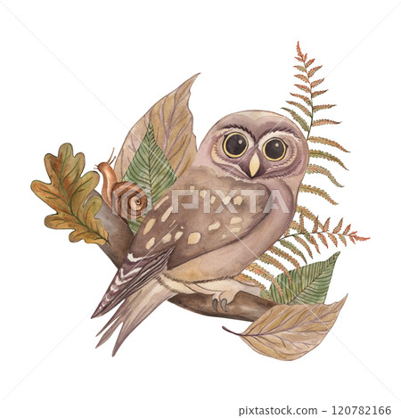A forest owl sits on a branch with leaves and branches of oak and fern. The illustration with plants, a bird, and a snail is hand-painted in watercolor in a botanical style. For cards, printing A forest owl sits on a branch with leaves and branches of oak and fern. The illustration with plants, a bird, and a snail is hand-painted in watercolor in a botanical style. For cards, printing 120782166