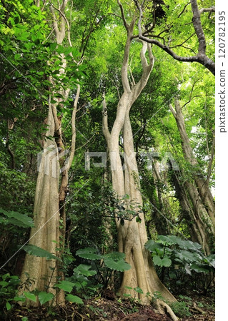 天然植物花園被選為「百大外來入侵物種」之一。這是那霸市的一棵大樹 天然植物花園被選為「百大外來入侵物種」之一。這是那霸市的一棵大樹 120782195