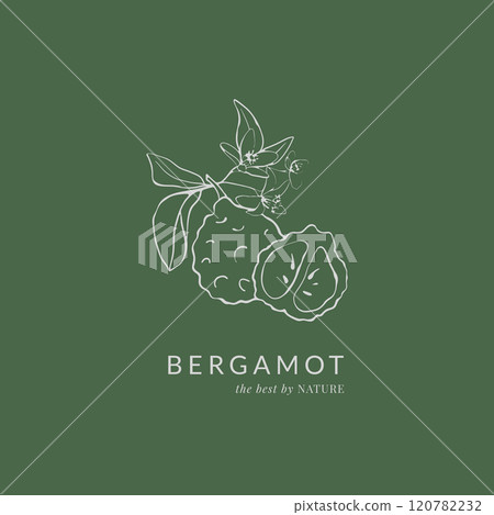 Hand drawn bergamot vintage illustration 120782232