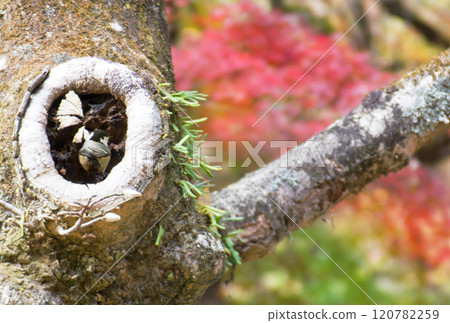 秋天的森林，樹洞裡棲息著大山雀 120782259
