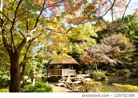 川崎市宮前區秋季東高根森林公園 川崎市宮前區秋季東高根森林公園 120782386