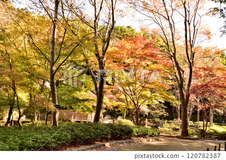 川崎市宮前區秋季東高根森林公園 川崎市宮前區秋季東高根森林公園 120782387