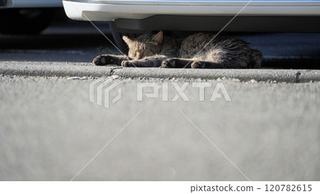 Stray cat Stray cat 120782615