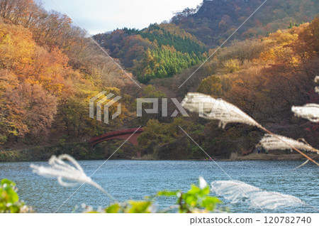 Lake Usui, bridge and silver grass in autumn Lake Usui, bridge and silver grass in autumn 120782740