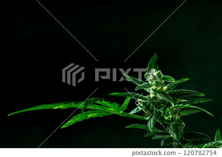 Cannabis plant with green leaves and white flowers, with trichomes 120782754