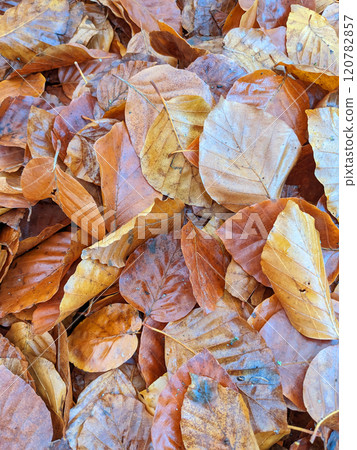 Wet Brown Fallen Leaves on A Forest Floor In Winter or Autumn Season Wet Brown Fallen Leaves on A Forest Floor In Winter or Autumn Season 120782857