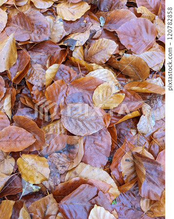 Wet Brown Fallen Leaves on A Forest Floor In Winter or Autumn Season 120782858
