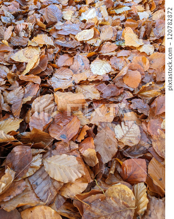 Wet Brown Fallen Leaves on A Forest Floor In Winter or Autumn Season 120782872