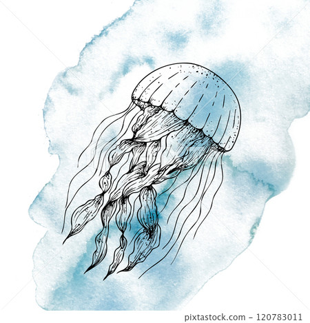 Beautiful jellyfish on a watercolor spot. Hand painted sketch. Graphic clip art isolated on background. Underwater illustration. For designers, invitations, decoration, postcards, wrapping paper Beautiful jellyfish on a watercolor spot. Hand painted sketch. Graphic clip art isolated on background. Underwater illustration. For designers, invitations, decoration, postcards, wrapping paper 120783011