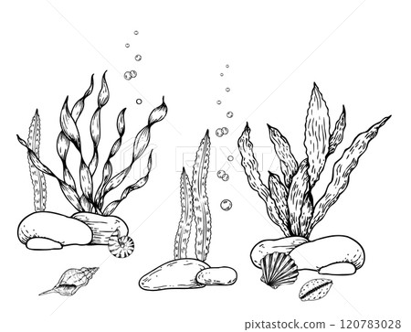 Vector seabed. Shells, pebbles stones, algae, corals, bubbles. Hand painted line seaweed, laminaria. Graphic rock clip art isolated on background. Underwater illustration. For designers, invitations 120783028