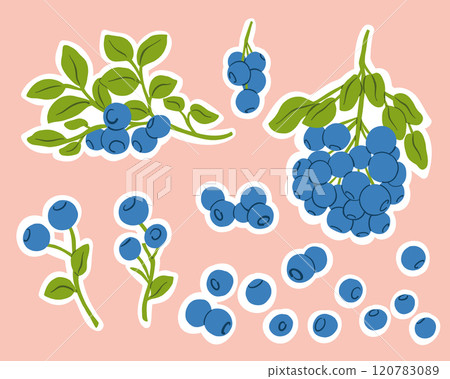 Sticker Set with Blueberry Branches, Berries, Leaves with a Cut-out Field Vector Illustration 120783089