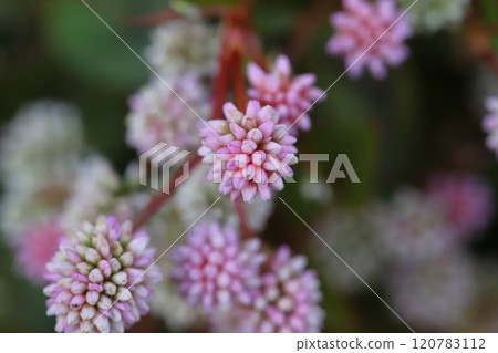 秋天花園裡盛開的日本鼠尾草的粉紅色和白色小圓花 秋天花園裡盛開的日本鼠尾草的粉紅色和白色小圓花 120783112