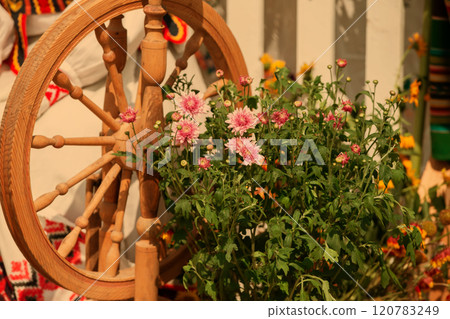 Rustic vintage still life with chrysanthemums and an old spinning wheel. Rustic vintage still life with chrysanthemums and an old spinning wheel. 120783249
