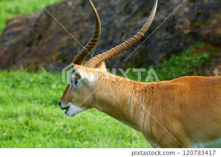 Cobo Lichi antelope, calmly resting and eating outdoors in nature Cobo Lichi antelope, calmly resting and eating outdoors in nature 120783417