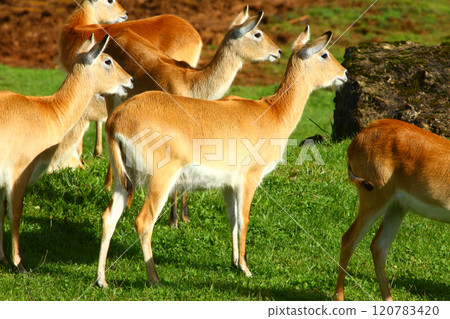 Cobo Lichi antelope, calmly resting and eating outdoors in nature 120783420