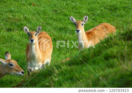 Cobo Lichi antelope, calmly resting and eating outdoors in nature Cobo Lichi antelope, calmly resting and eating outdoors in nature 120783423
