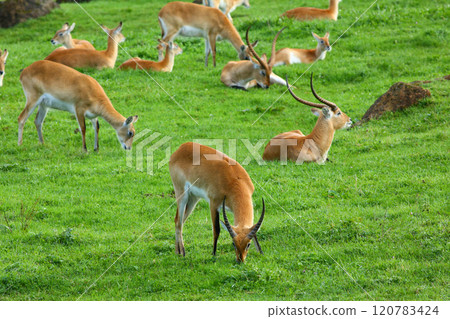 Cobo Lichi antelope, calmly resting and eating outdoors in nature 120783424