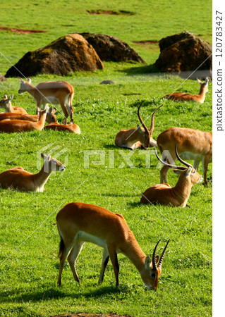 Cobo Lichi antelope, calmly resting and eating outdoors in nature 120783427