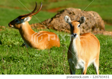 Cobo Lichi antelope, calmly resting and eating outdoors in nature 120783431