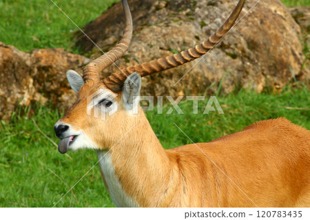 Cobo Lichi antelope, calmly resting and eating outdoors in nature 120783435