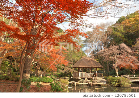 川崎市宮前區秋季東高根森林公園 川崎市宮前區秋季東高根森林公園 120783501