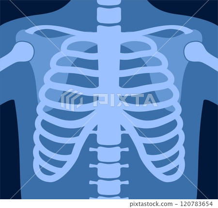 X ray of human skeleton chest and pelvis human bones. Torso roentgen shot. Medical analyzing. Anatomical bone medicine laboratory radial scan for disease diagnostic health care checkup. Vector. X ray of human skeleton chest and pelvis human bones. Torso roentgen shot. Medical analyzing. Anatomical bone medicine laboratory radial scan for disease diagnostic health care checkup. Vector. 120783654
