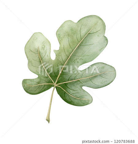 Green fig leaf watercolor illustration isolated on white. Hand drawn tropical tree leaves clipart for summer designs. Simple sketch of garden nature Green fig leaf watercolor illustration isolated on white. Hand drawn tropical tree leaves clipart for summer designs. Simple sketch of garden nature 120783688