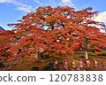 Kominekaede of Saizenji Temple, Chichibu District Kominekaede of Saizenji Temple, Chichibu District 120783838