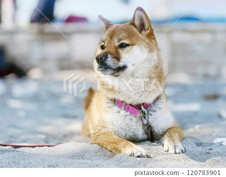 Cute red Shiba inu dog  120783901