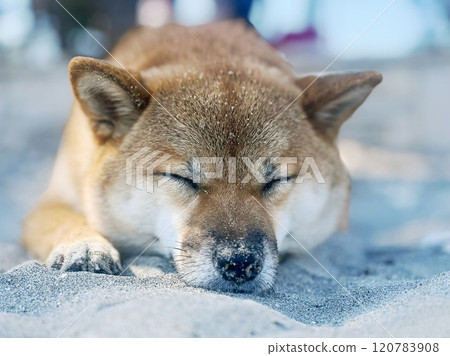 Cute red Shiba inu dog Cute red Shiba inu dog 120783908