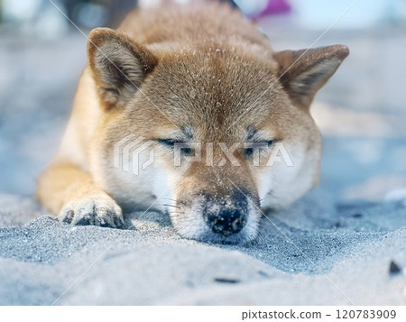 Cute red Shiba inu dog Cute red Shiba inu dog 120783909