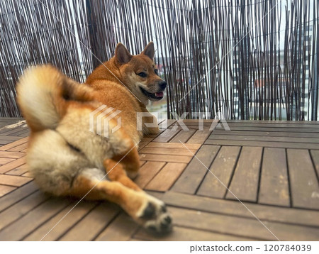 Dog red shiba Inu sleeping on a balcony Dog red shiba Inu sleeping on a balcony 120784039