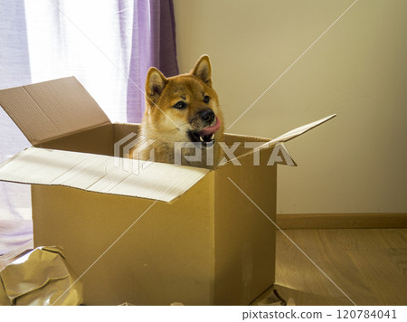 Dog Shiba Inu sitting in a cardboard box  120784041