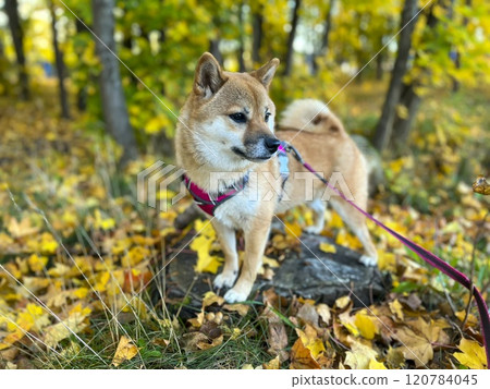 Cute red Shiba inu dog Cute red Shiba inu dog 120784045