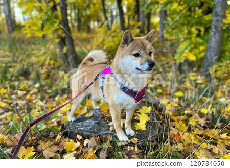 Cute red Shiba inu dog Cute red Shiba inu dog 120784050