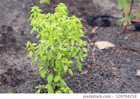 Green pepper seedlings are planted in village garden. Growing pepper in cottage garden. Gardening. Sunny day. 120784258