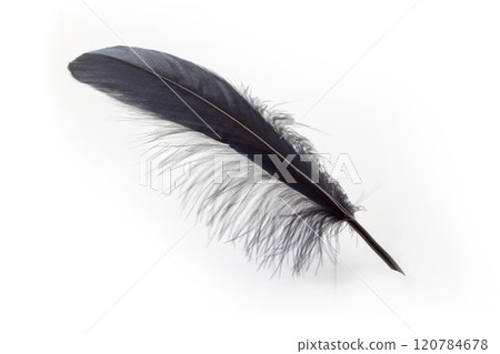 Black feather quill pen on white background. Black feather quill pen on white background. 120784678