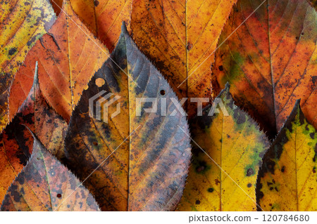 Autumn colored yellow, red, orange and brown leaves with dark serrated margins background. 120784680