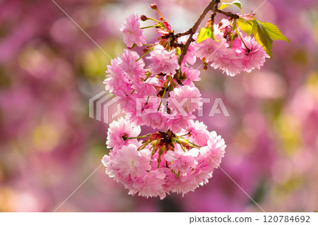twig of cherry in pink blossom. spring has come. sakura trees in uzhhorod. twig of cherry in pink blossom. spring has come. sakura trees in uzhhorod. 120784692