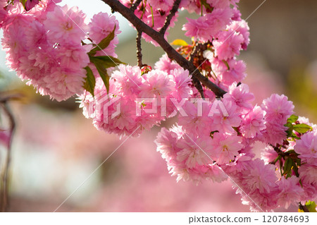 twig of cherry in pink blossom. beautiful nature background. spring has come. sakura trees in uzhhorod. traditional japanese culture wallpaper 120784693