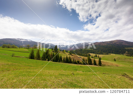 countryside landscape in spring. grassy field on the hill. coniferous forest on the slope. borzhava mountain ridge in the distance. transcarpathia region of ukraine 120784711