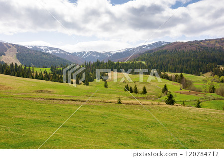countryside landscape in spring. beautiful view. grassy field on the hill. coniferous forest on the slope. borzhava mountain ridge in the distance. transcarpathia region of ukraine. rural scenery 120784712