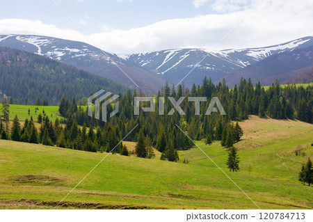 countryside landscape in spring. carpathian woods. grassy field on the hill. coniferous forest on the slope. borzhava mountain ridge in the distance. transcarpathia region of ukraine. alpine meadow countryside landscape in spring. carpathian woods. grassy field on the hill. coniferous forest on the slope. borzhava mountain ridge in the distance. transcarpathia region of ukraine. alpine meadow 120784713
