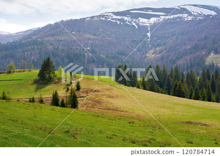 countryside landscape in spring. calm weather. grassy field on the hill. coniferous forest on the slope. borzhava mountain ridge in the distance. transcarpathia region of ukraine. weekend in europe 120784714