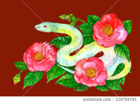 紅山茶花和白蛇新年賀卡蛇年紅色背景的水彩插圖 120784785
